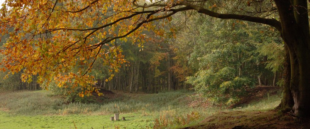 Broadleaf tree in field autumn