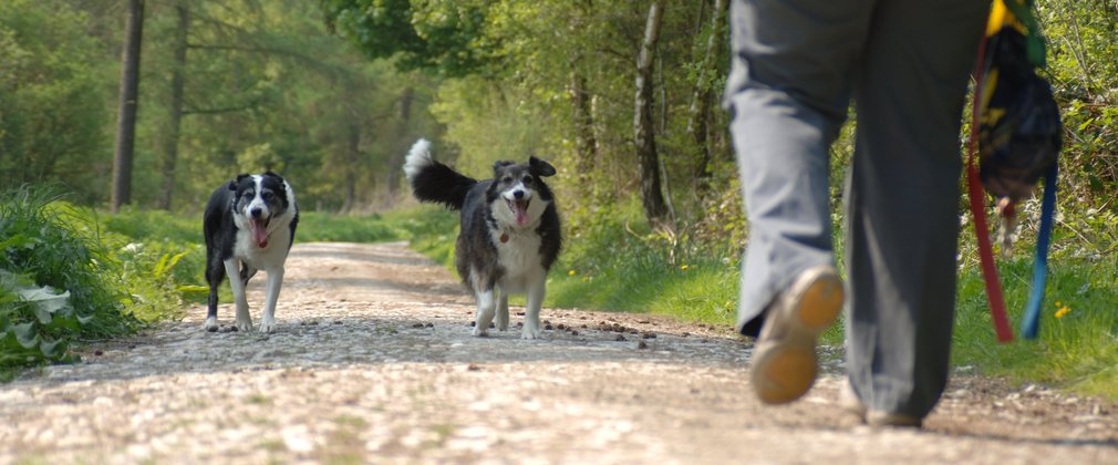 Woman walking two black and white dogs through woodland