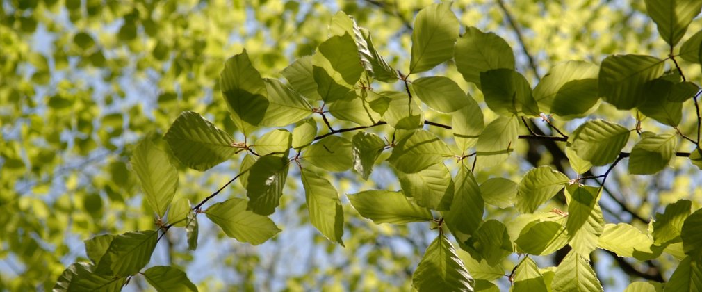 Beech tree leaves close up