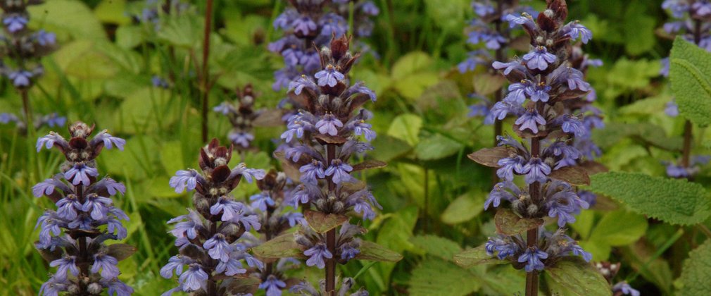 Wildflowers 