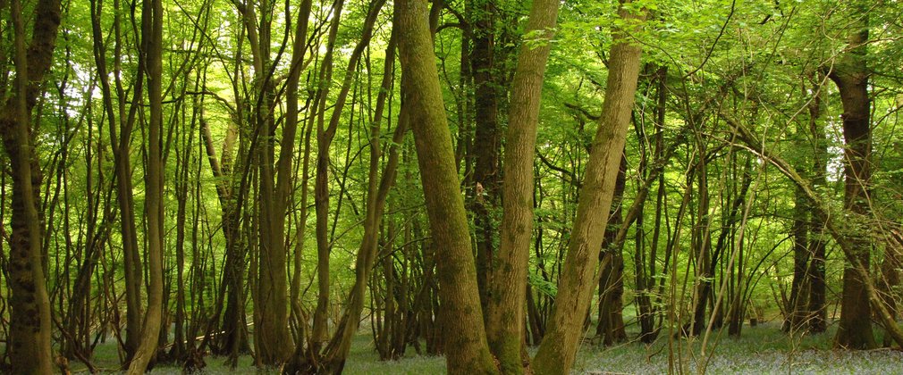 Coppiced woodland