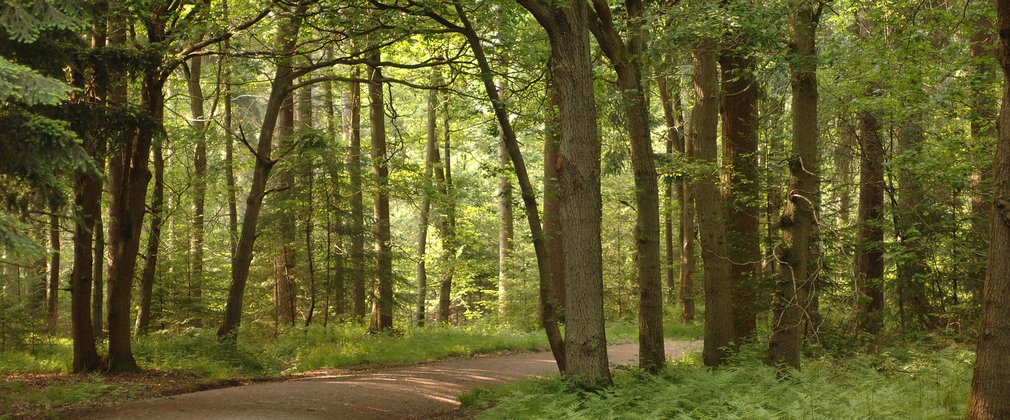 Winding path through the mature woodland
