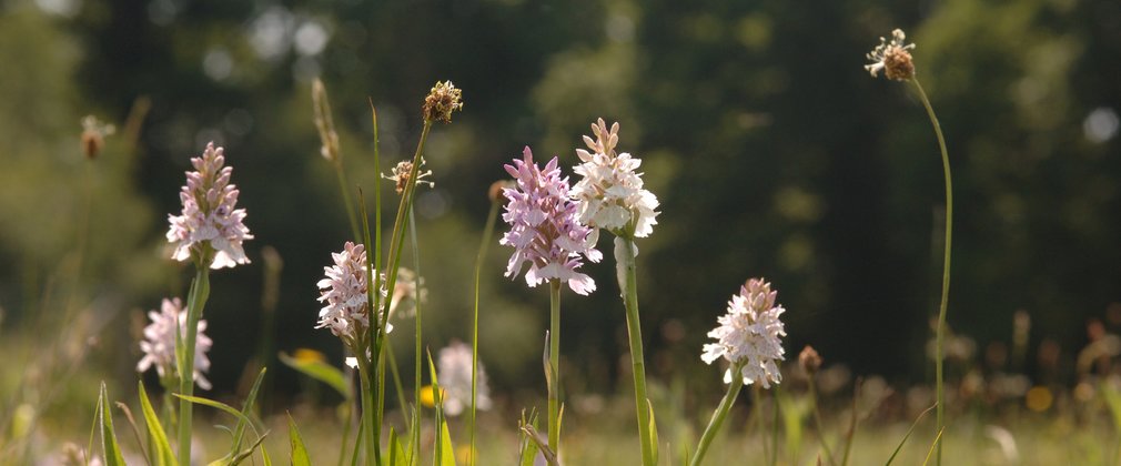 Field of purple orchids in the sun