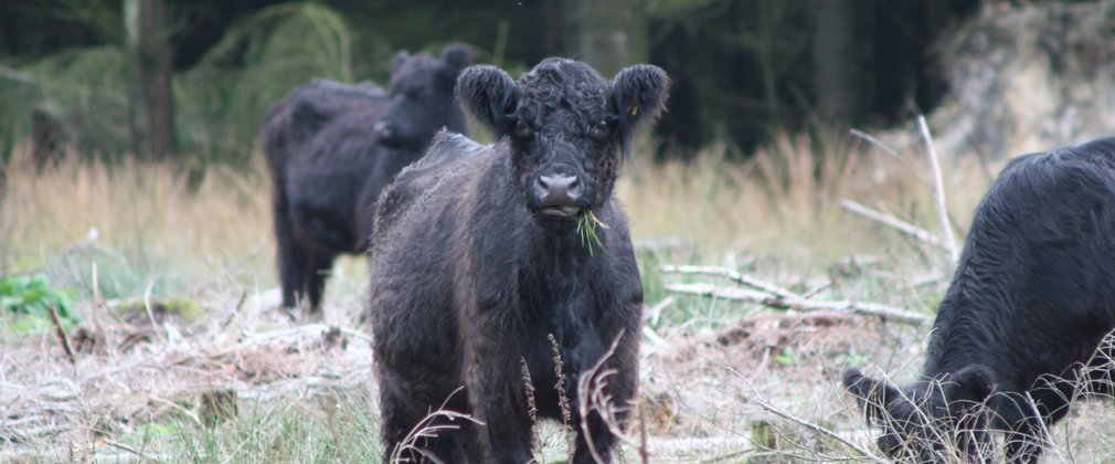 Black Galloway cattle in the forest