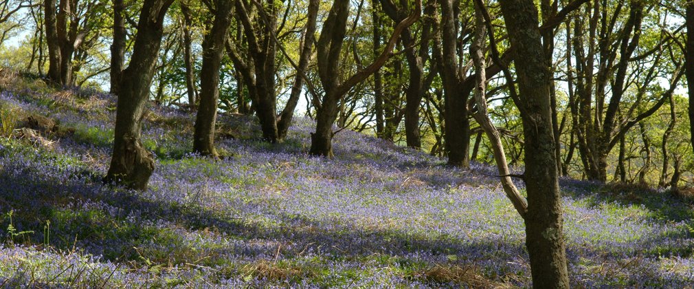 Bluebells Hazelborough