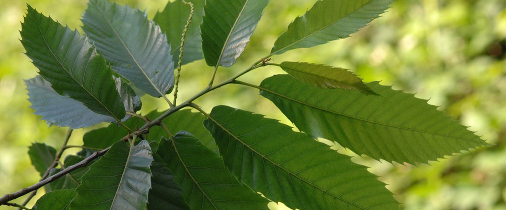 Close-up of cluster of sweet chestnut leaves