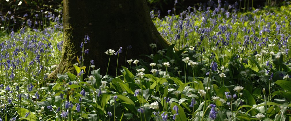 Purple and white flowers next to tree trunk