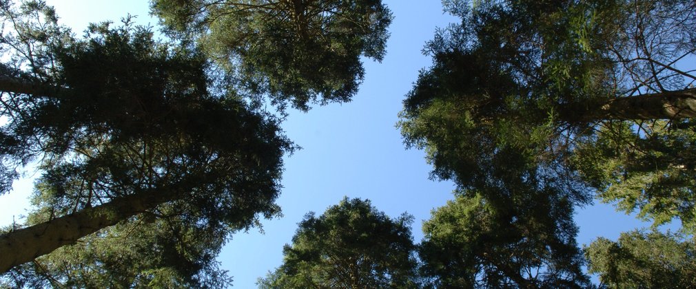 Canopy of trees from below against a blue sky