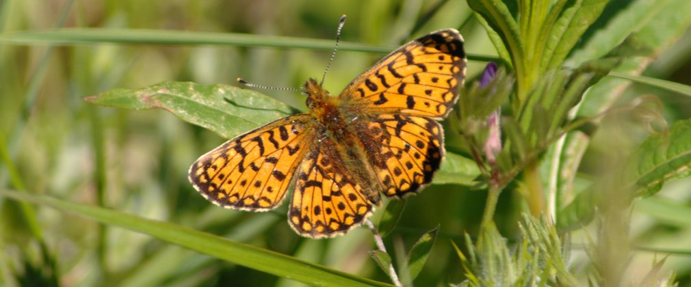 Butterfly on leaf