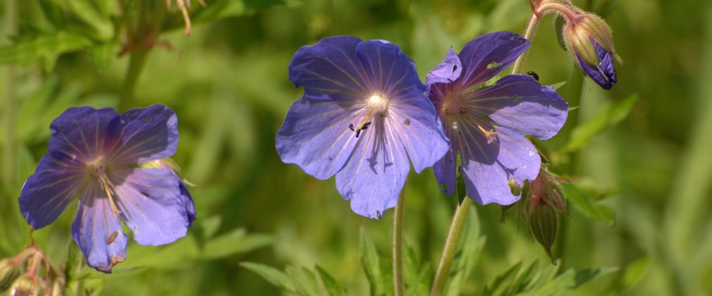 Blue geranium genetic