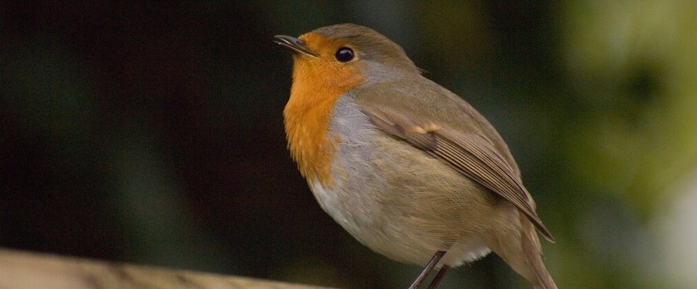 Robin perching on a fence 