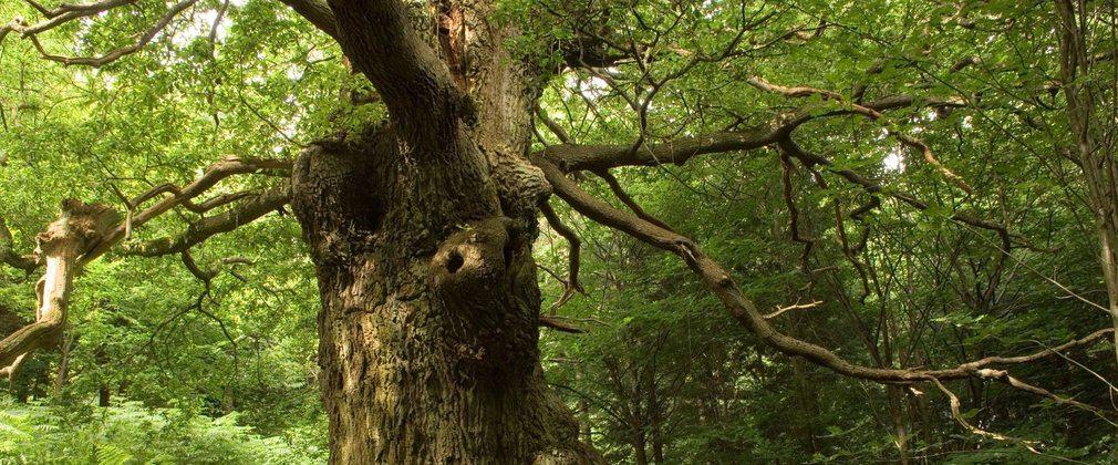 View on an ancient looking tree with a large trunk and gnarled bark