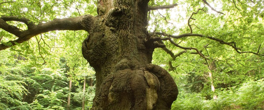 Trunk of large old oak tree with gnarled bark