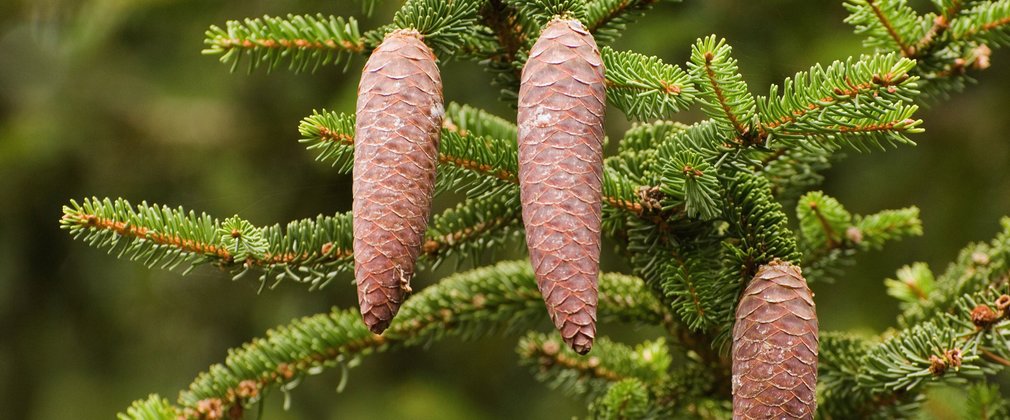 Cones hanging from tree