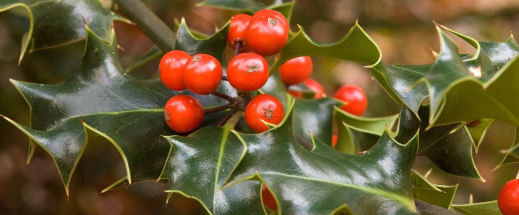 Holly branch with spiky leaves and a cluster of red berries