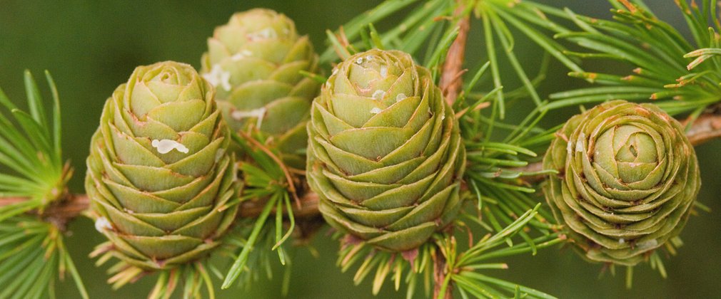 Close-up of needle rosettes on a hybrid larch