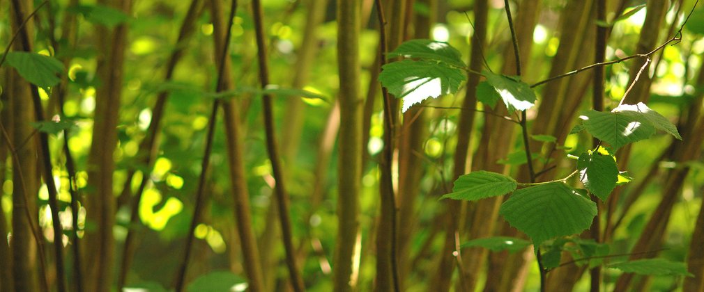 Close-up of hazel branches and full leaves in dappled sunlight