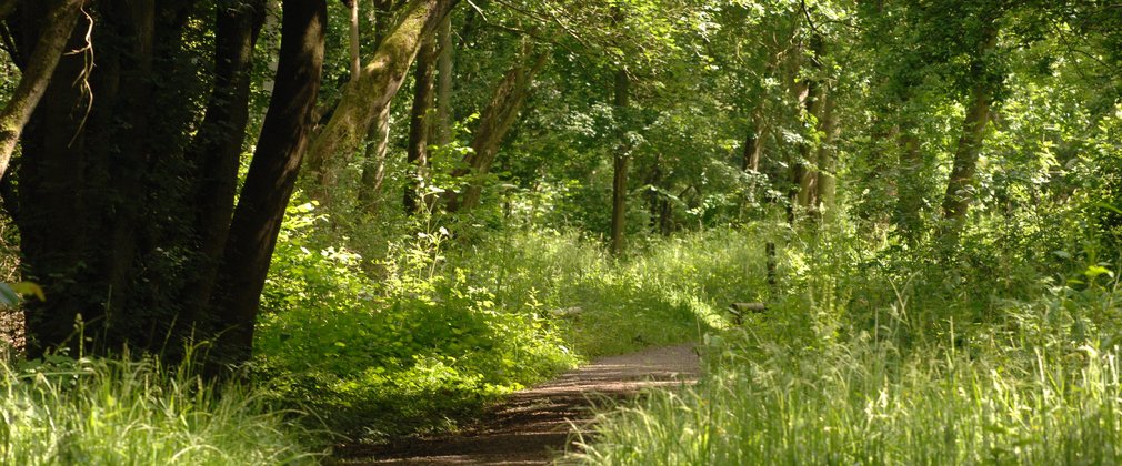 chambers wood walking trail