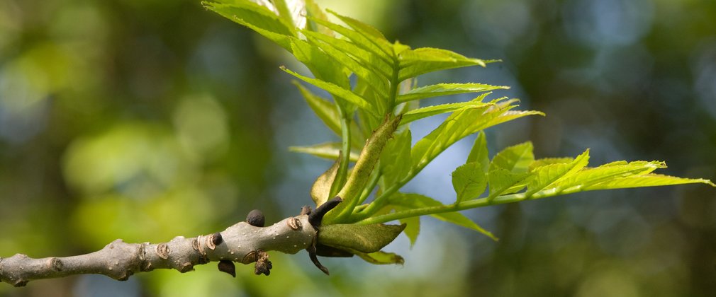 Ash tree bud bursting into leaf