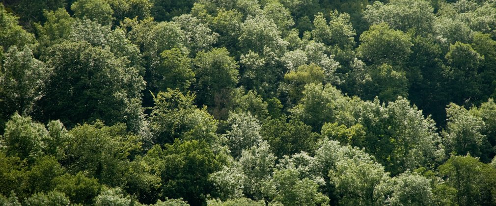 mixed green tree tops