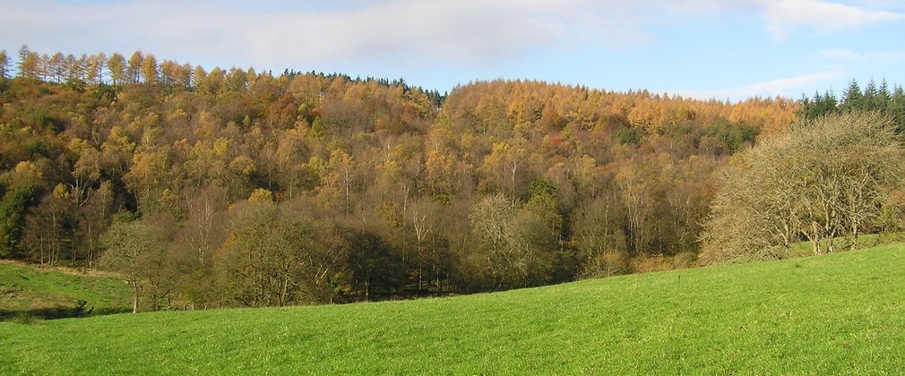 Bright green grass field in front of dusty orange tree tops 