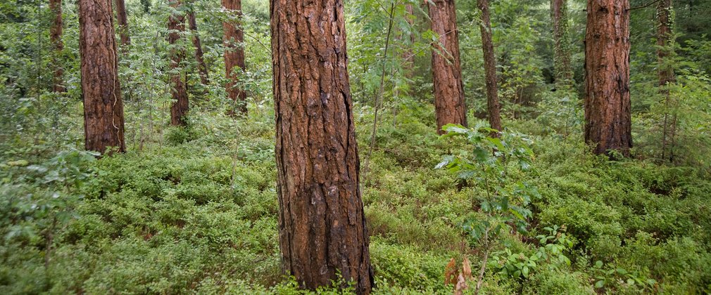 Pine tree trunks within green forest shrubs 