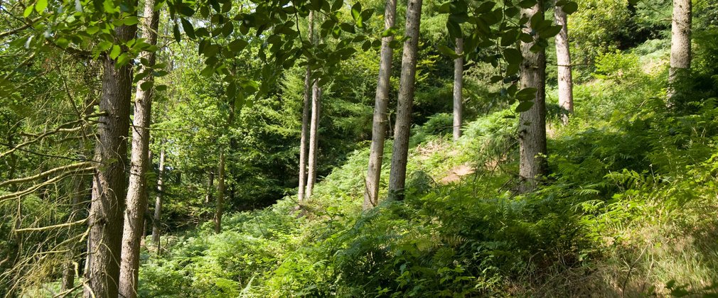 Beech woodland generic
