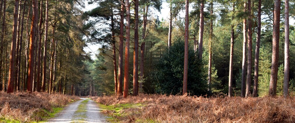 track through a forest