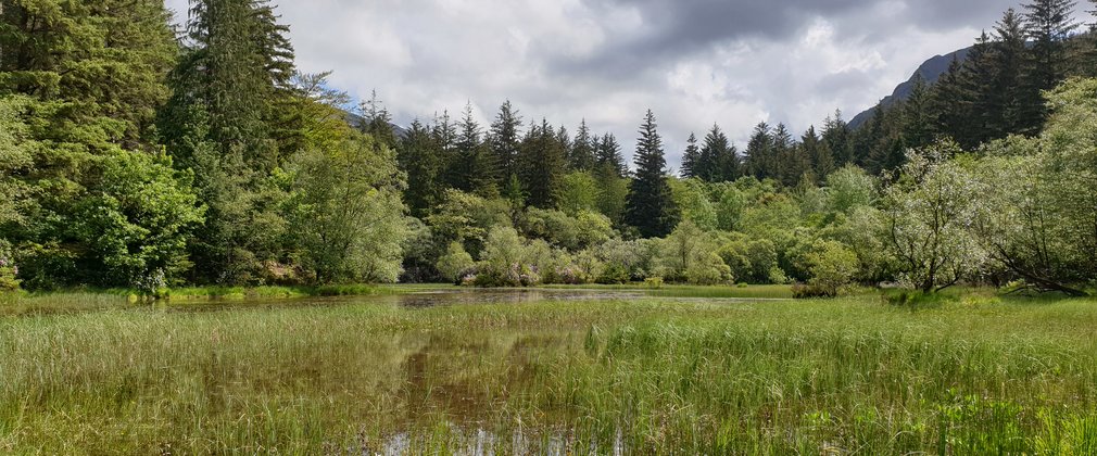 a very green landscape with plants growing from a lake in the foreground to trees of all shapes and sizes growing around the side with dark clouds on the horizon.