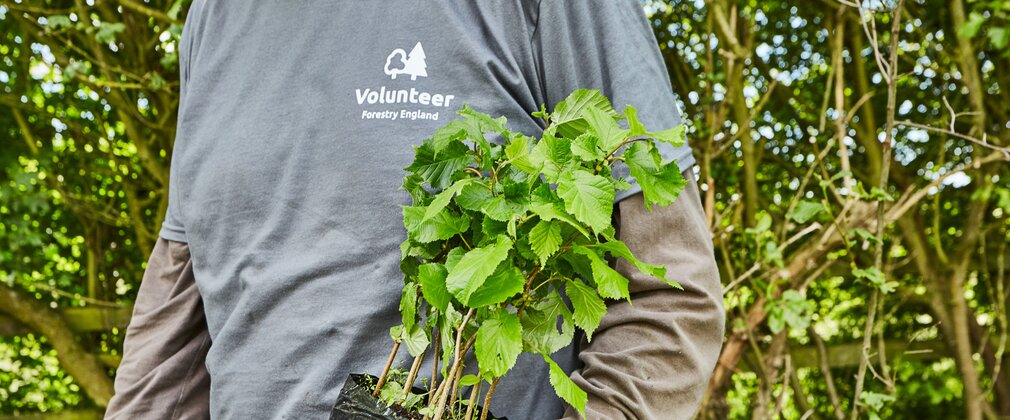 Volunteer with sapling