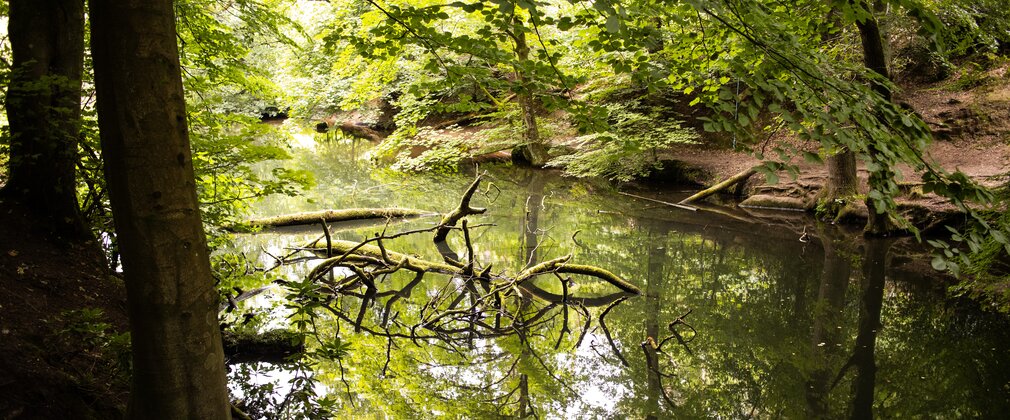 shady pond under trees in a forest