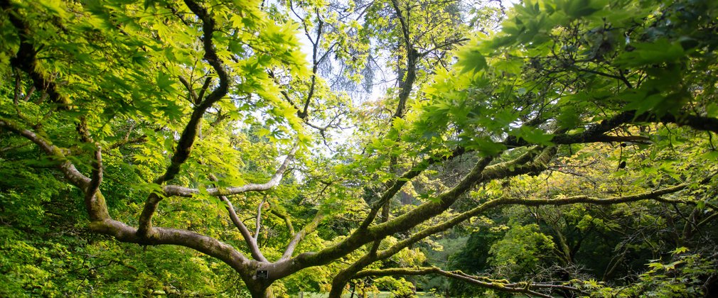 Maple tree in summer