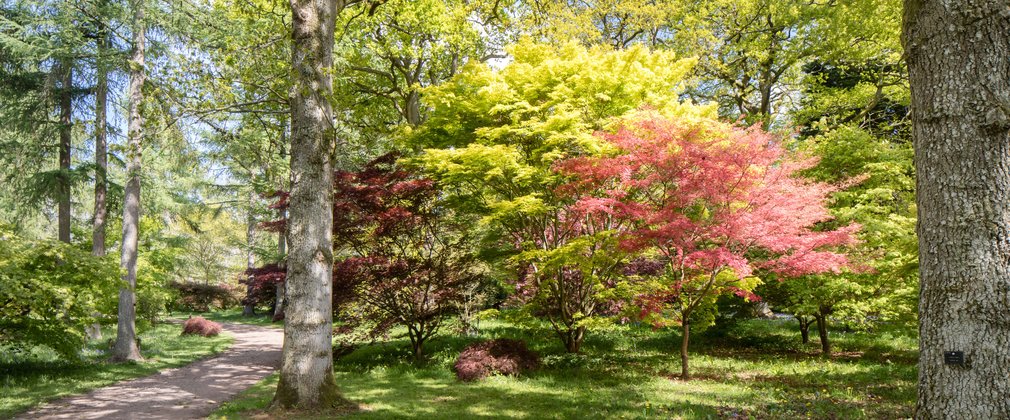 Westonbirt in spring