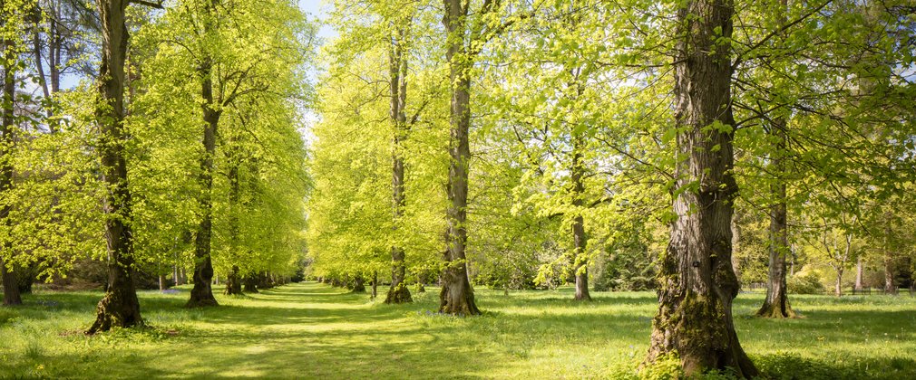 Lime Avenue in spring