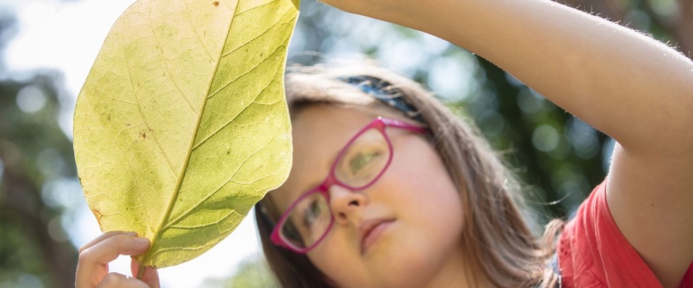 Looking closely at a leaf