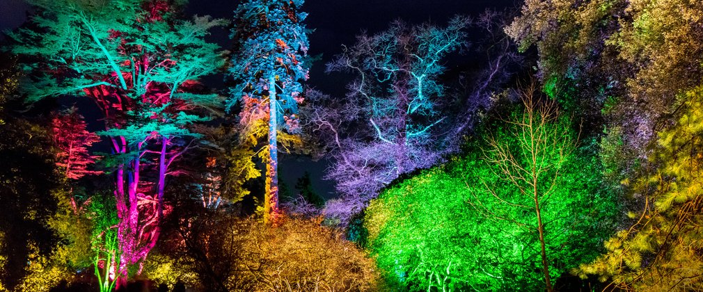 Trees lit up with different colours