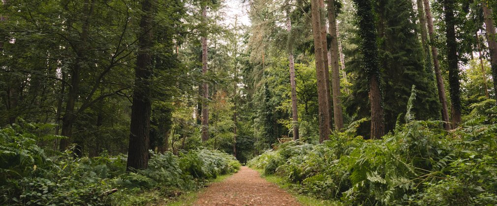 Path through tall trees