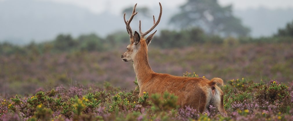 Red Deer Stag