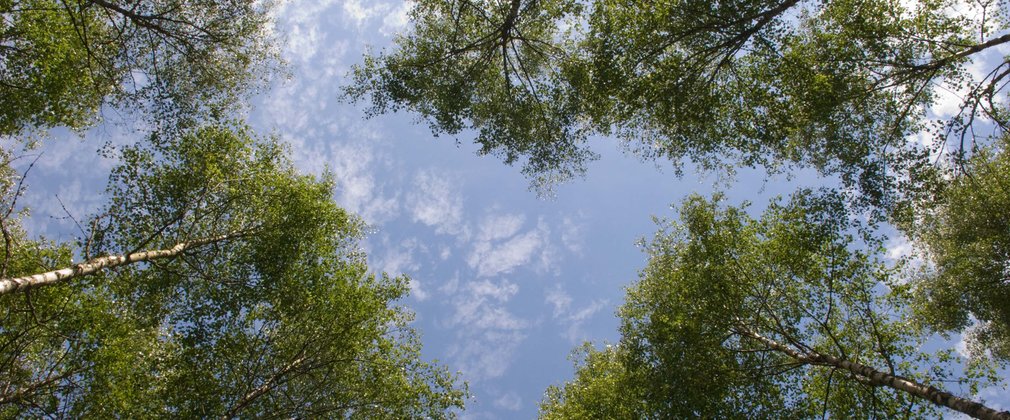 Tree canopy with blue skies
