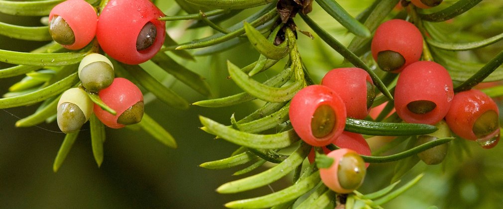 Close up of red yew berries on the tree branch