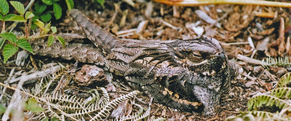 Nightjar sitting on a nest on the ground