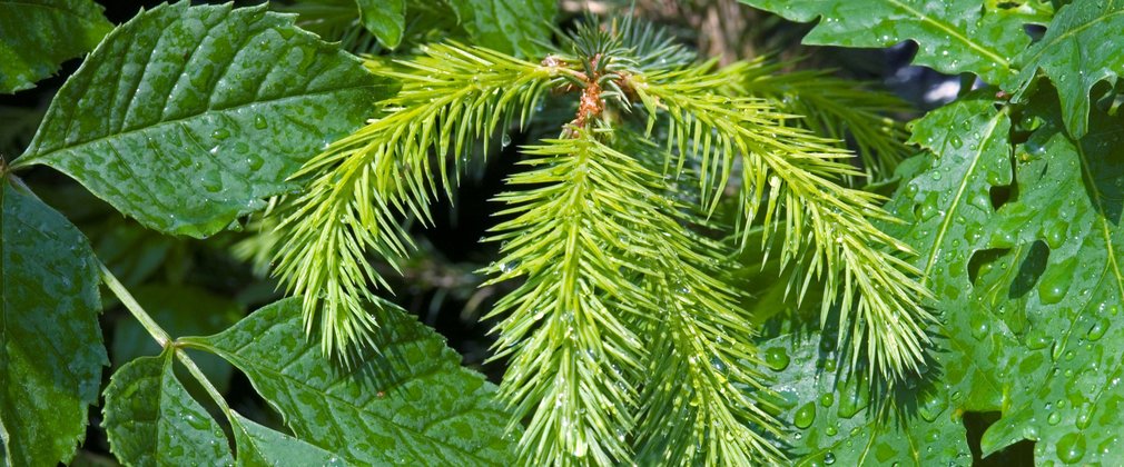 broadleaf and conifer leaves