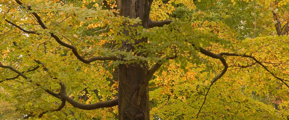 Generic autumnal tree
