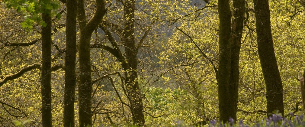 Broadleaf trees and bluebells