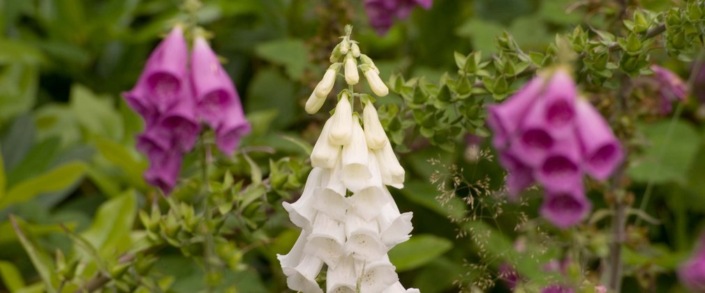 Pink and white foxgloves 
