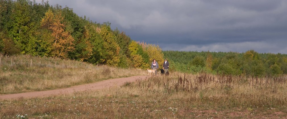 People walking dogs through wood and field