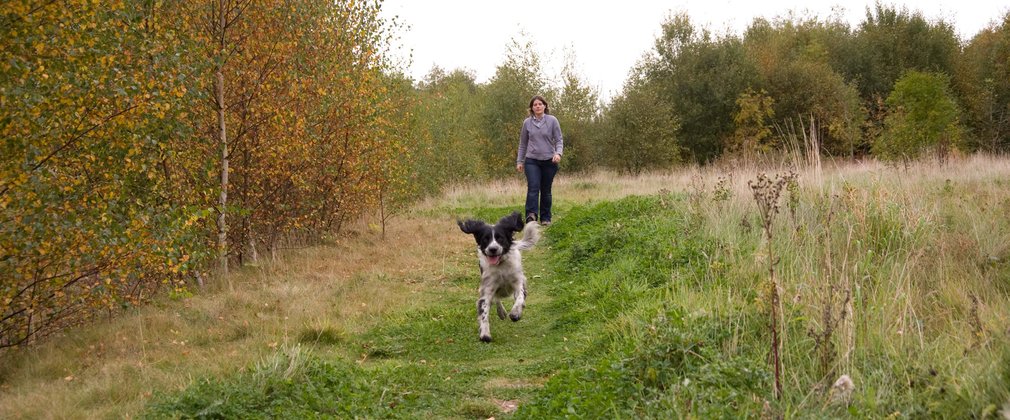 Happy dog running through field