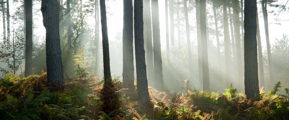 Sunlight through trees