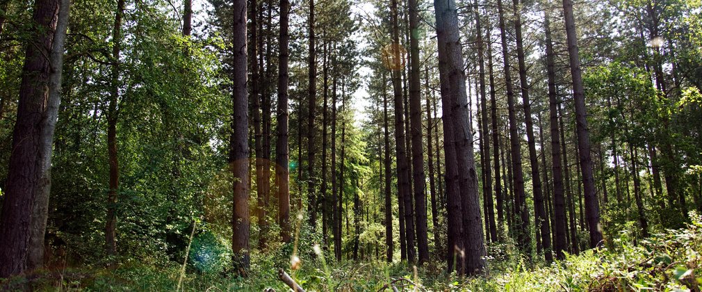 Conifer trees view from the ground, looking up