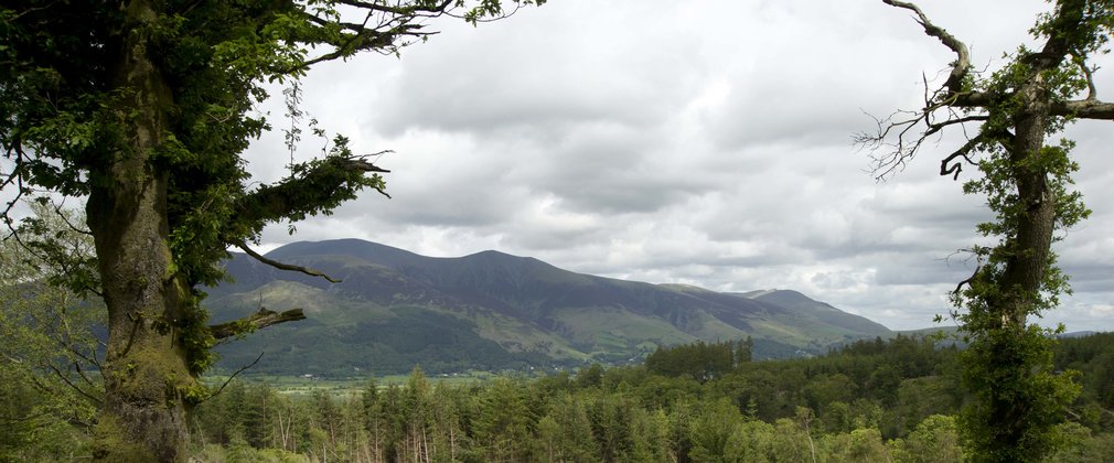 Whinlatter forest view from Heavy Sides walking trail